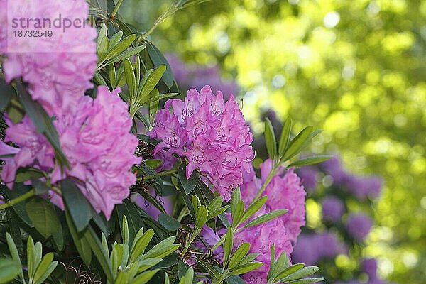 Rhododendronblüten (Rhododendron)  mit schönem Bokeh  Nordrhein-Westfalen  Deutschland  Europa