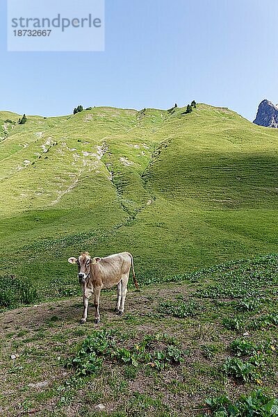 Cow in the pasture  Austria. Kuh auf der Weide  Österreich  Europa