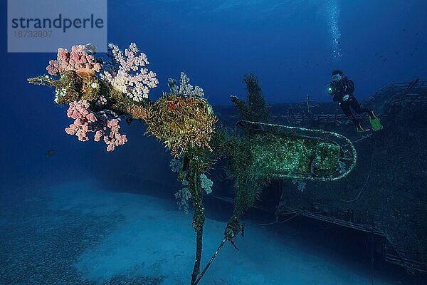 Taucherin taucht an betrachtet farbige bunte Weichkorallen (Alcyonacea) an Mast von untergegangenes Wrack Schiffswrack KT Mawar vor der Nordküste von Mauritius nahe Grand Baie  Indischer Ozean  Pereybére  Mauritius  Afrika