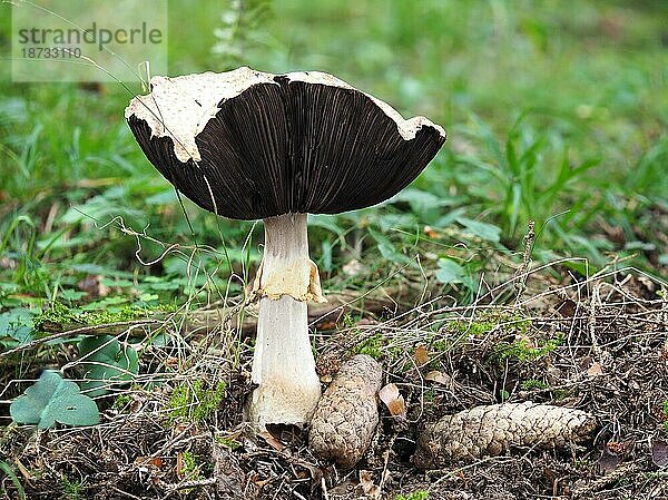 Riesenchampignon. Aufgenommen in Schweden. Agaricus augustus  known commonly as the prince  is a basidiomycete fungus of the genus Agaricus