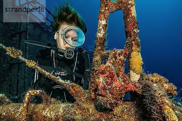 Taucherin betrachtet aus der Nähe Anglerfisch Riesen-Anglerfisch (Antennarius commersoni) in untergegangenes Wrack Schiffswrack KT Mawar vor der Nordküste von Mauritius nahe Grand Baie  Indischer Ozean  Pereybére  Mauritius  Afrika