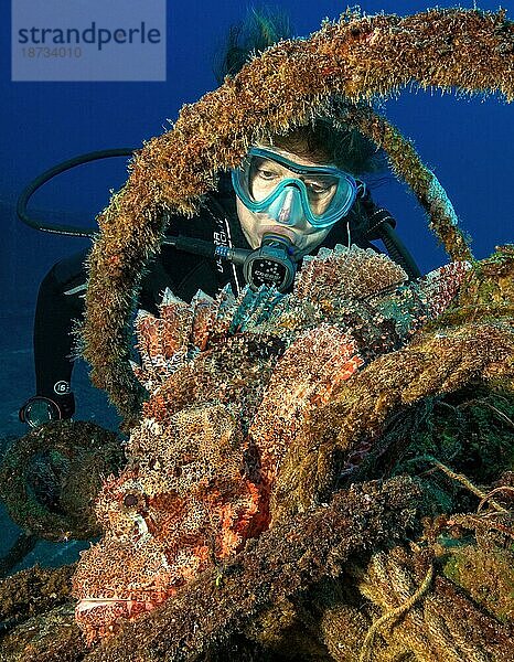 Taucherin betrachtet aus nächster Nähe tropscher Bärtiger Drachenkopf (Scorpaenopsis barbata) liegt auf Wrackteil von untergegangenes Wrack Schiffswrack KT Mawar vor der Nordküste von Mauritius nahe Grand Baie  Indischer Ozean  Pereybére  Mauritius  Afrika