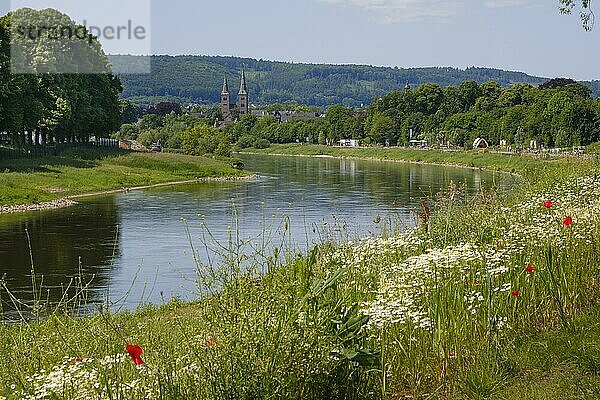 Blühende Kamille und Mohn am Ufer der Weser  hinten Kilianikirche  Landesgartenschau  Höxter  Nordrhein-Westfalen  Deutschland  Europa