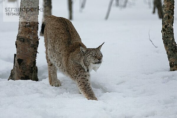 Luchs (Lynx) (C) im Polar Park  im Winter  Bardu  Norwegen  Europa