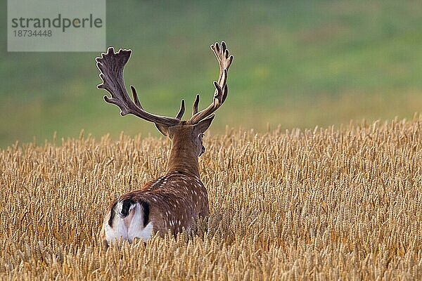 Damhirsch (Dama dama) mit samtenem Geweih in einem Weizenfeld im Sommer