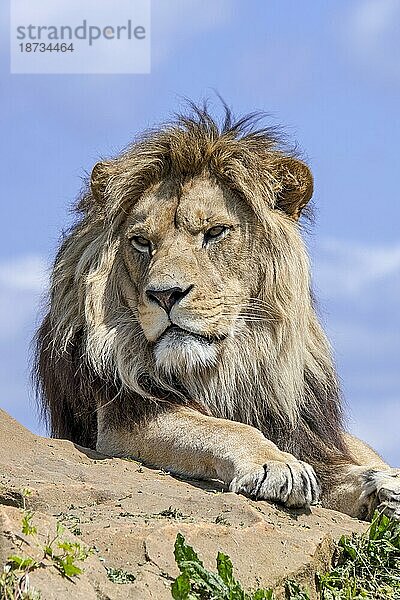 Afrikanischer Löwe (Panthera leo)  erwachsenes Männchen  ruhend auf einem Felsen vor blauem  bewölktem Himmel