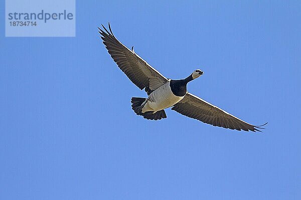 Weißwangengans (Branta leucopsis) ruft im Flug gegen den blauen Himmel