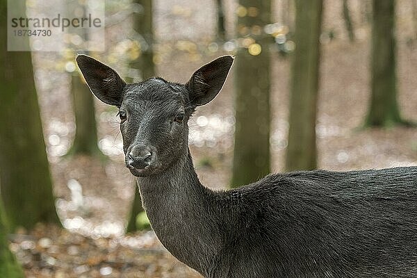 Europäischer Damhirsch (Dama dama)  Nahaufnahme der melanistischen  schwarzen Farbmorphe im Herbstwald