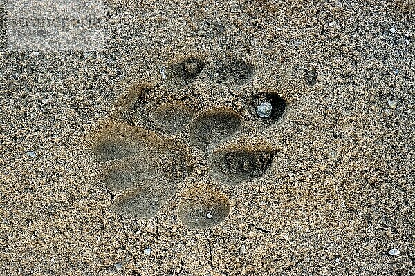 Löwe (Panthera leo) im Sand  Kalahari Wüste  Kgalagadi Transfrontier Park  Südafrika