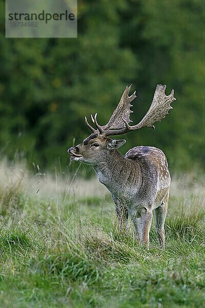 Damhirsch (Cervus dama)  der während der Brunftzeit im Herbst Flehmen zeigt  Dänemark  Europa