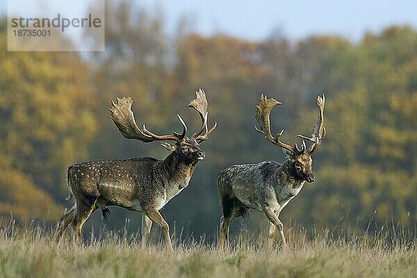 Zwei rivalisierende Damhirsch (Cervus dama) beim gegenseitigen Kräftemessen während der Brunftzeit im Herbst  Dänemark  Europa