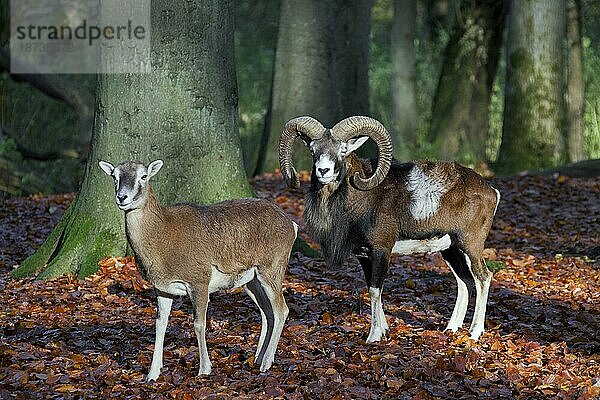 Europäischer Mufflon (Ovis orientalis musimon) (Ovis ammon) Widder und Mutterschaf im Wald im Herbst  Deutschland  Europa