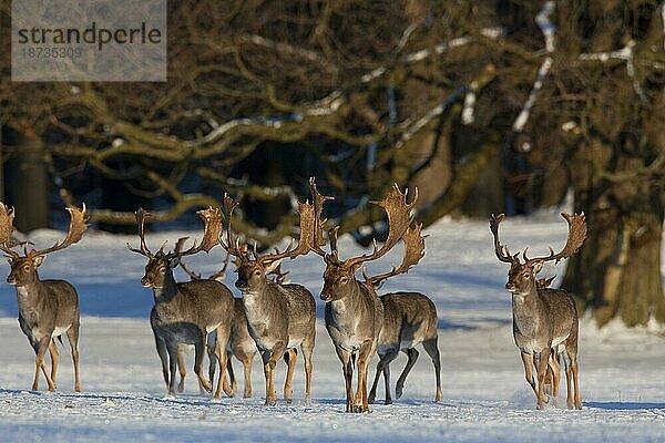 Damhirsch (Dama dama) im Wald im Schnee im Winter  Dänemark  Europa