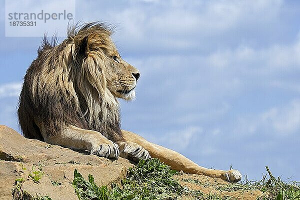 Afrikanischer Löwe (Panthera leo)  erwachsenes Männchen  ruhend auf einem Felsen vor blauem  bewölktem Himmel