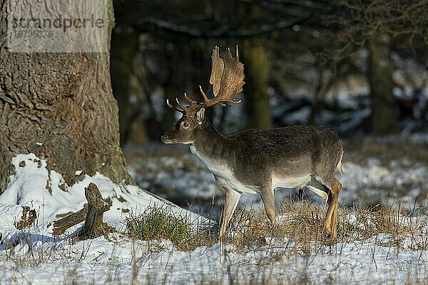 Damhirsch (Dama dama) im Wald im Schnee im Winter  Dänemark  Europa