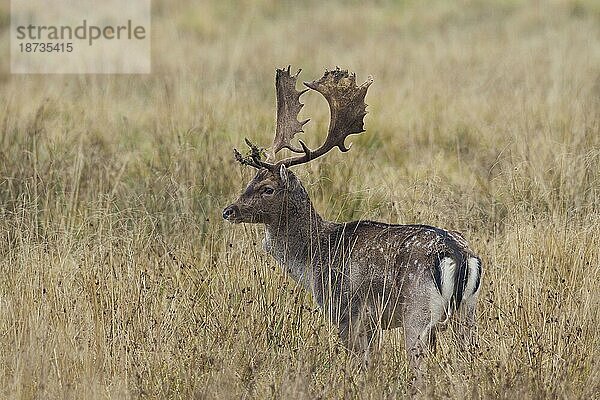 Damhirsch (Cervus dama) im Grasland während der Brunftzeit im Herbst  Dänemark  Europa