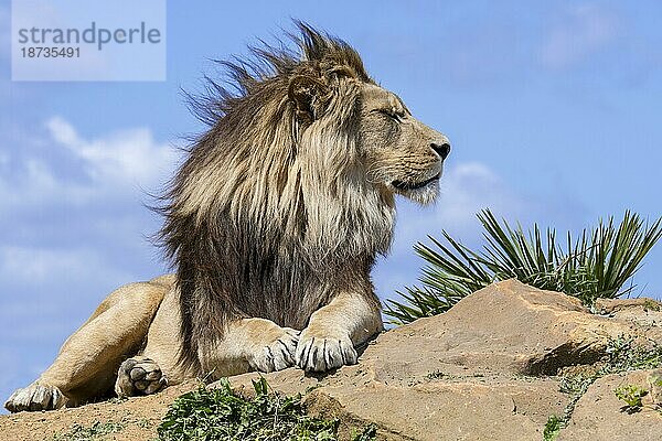 Afrikanischer Löwe (Panthera leo)  erwachsenes Männchen  ruhend auf einem Felsen vor blauem  bewölktem Himmel