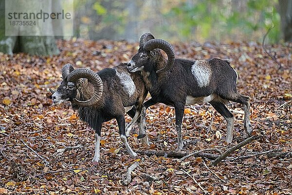 Europäische Mufflons (Ovis gmelini musimon) zwei Widder  Männchen mit großen Hörnern während der Brunft im Herbst im Wald