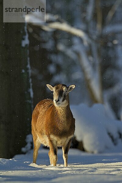 Europäischer Mufflon (Ovis gmelini musimon) (Ovis aries orientalis) weiblich im Wald im Schnee im Winter  Deutschland  Europa