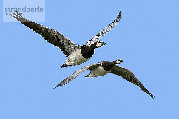 Zwei Weißwangengänse (Branta leucopsis) fliegen gegen den blauen Himmel