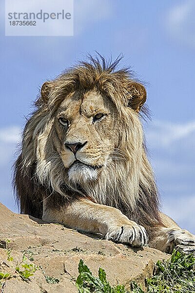 Afrikanischer Löwe (Panthera leo)  erwachsenes Männchen  ruhend auf einem Felsen vor blauem  bewölktem Himmel