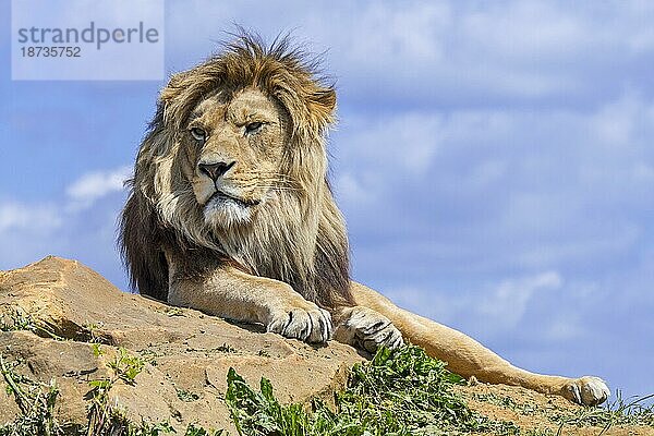 Afrikanischer Löwe (Panthera leo)  erwachsenes Männchen  ruhend auf einem Felsen vor blauem  bewölktem Himmel