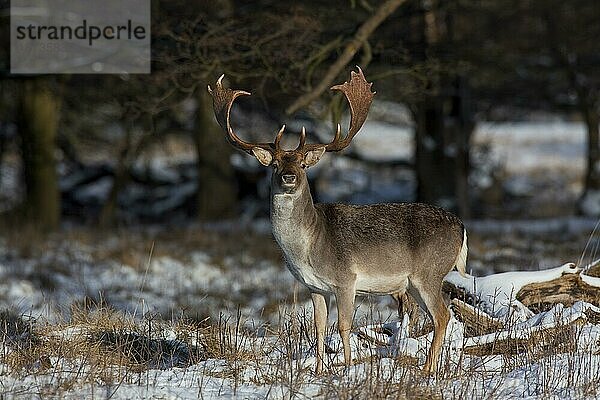 Damhirsch (Dama dama) im Wald im Schnee im Winter  Dänemark  Europa