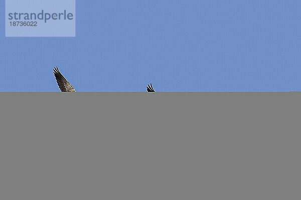 Zwei ziehende Weißwangengänse (Branta leucopsis) im Flug vor blauem Himmel