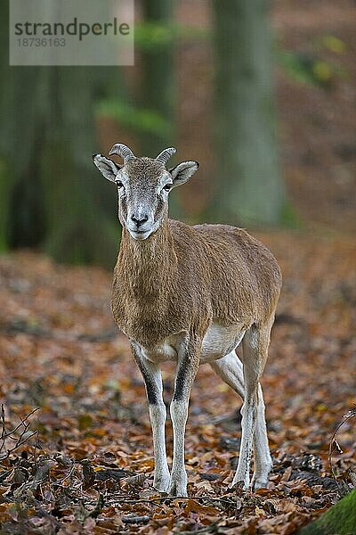 Europäischer Mufflon (Ovis orientalis musimon) (Ovis ammon) junger Widder mit kleinen Hörnern im Wald im Herbst