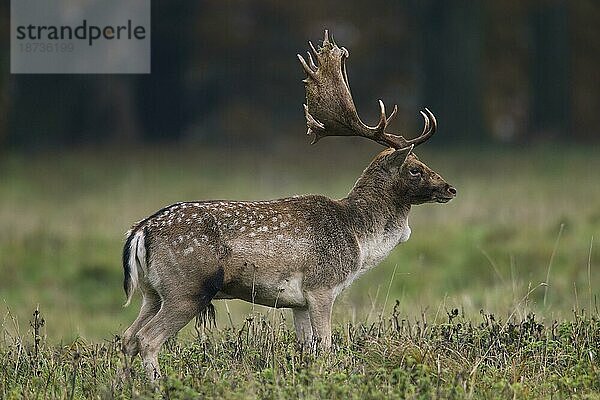 Damhirsch (Cervus dama) während der Brunftzeit im Herbst  Dänemark  Europa