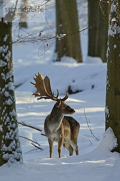 Damhirsch (Cervus dama) im schneebedeckten Wald im Winter  Deutschland  Europa