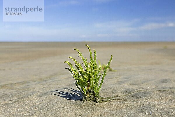 Gewöhnliches Glaskraut (Salicornia europaea) (Salicornia brachystachya)  halophytische einjährige zweikeimblättrige Blütenpflanze  die auf Schlamm  Wattenmeer wächst