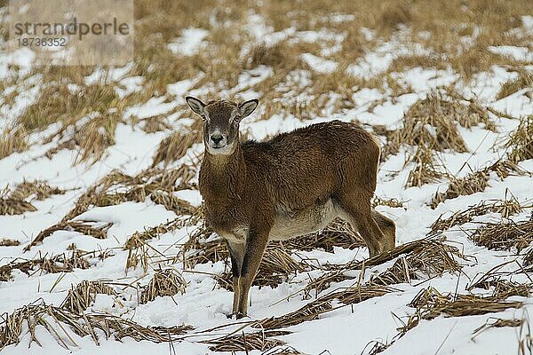 Europäischer Mufflon (Ovis orientalis musimon) (Ovis ammon) Schaf im Schnee im Winter