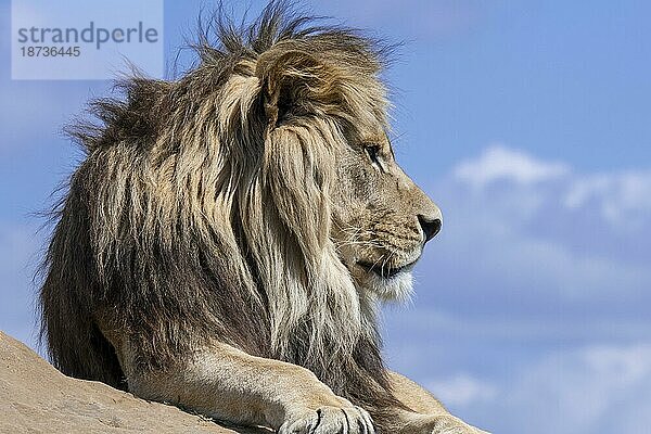 Afrikanischer Löwe (Panthera leo)  erwachsenes Männchen  ruhend auf einem Felsen vor blauem  bewölktem Himmel