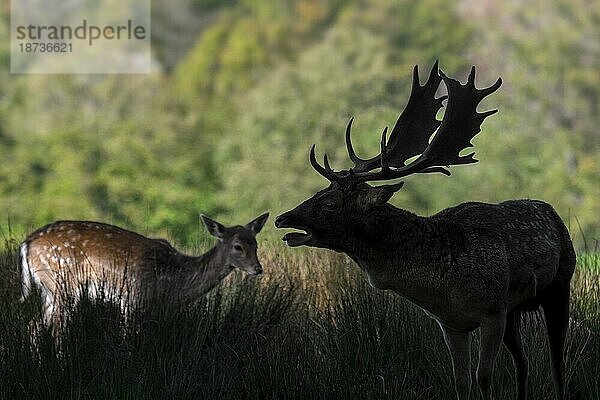 Silhouette eines territorialen europäischen Damhirsch (Dama dama)  Männchen mit großem Geweih  der während der Herbstbrunst im Oktober am Waldrand brüllt