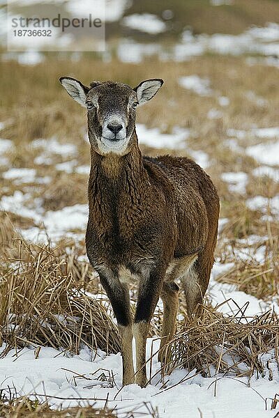 Europäischer Mufflon (Ovis orientalis musimon) (Ovis ammon) Schaf im Schnee im Winter