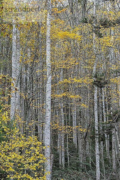 Marlinton  West Virginia  Herbstfarben im Watoga State Park. Watoga ist der größte der Staatsparks von West Virginia