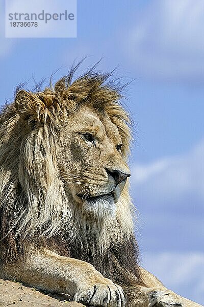 Afrikanischer Löwe (Panthera leo)  erwachsenes Männchen  ruhend auf einem Felsen vor blauem  bewölktem Himmel