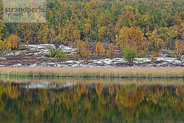 Die Herbstfarben der Birken spiegeln sich im Wasser des Teiches im Naturschutzgebiet Fokstumyra im Dovrefjell  Oppdal  Region Dovre  Mittelnorwegen