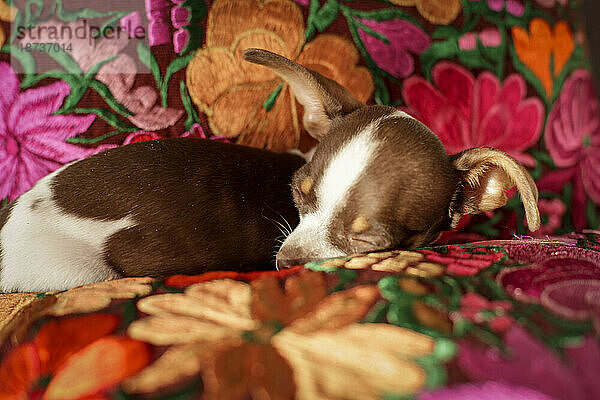 Chihuahua-Hund schläft auf Blumendecke