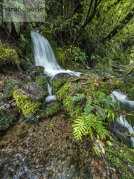 Neuseeland  Taranaki  Egmont-Nationalpark  Wasserfall im Wald