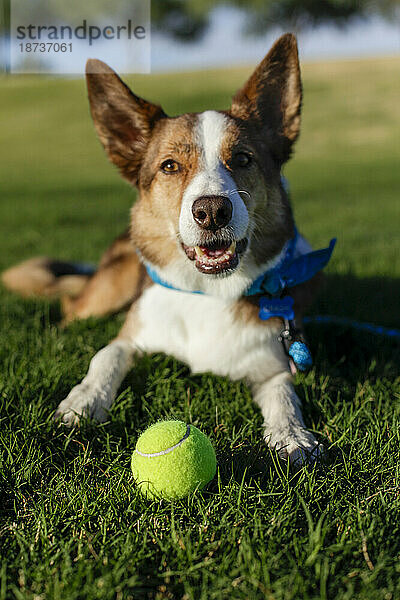 Porträt eines lächelnden Hundes  der mit Tennisball auf Gras ruht