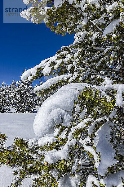 USA  Idaho  Sun Valley  Tanne mit Schnee bedeckt