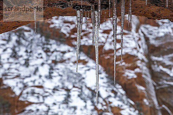 USA  Utah  Springdale  Zion-Nationalpark  Nahaufnahme von Eiszapfen  die an einem Felsen hängen