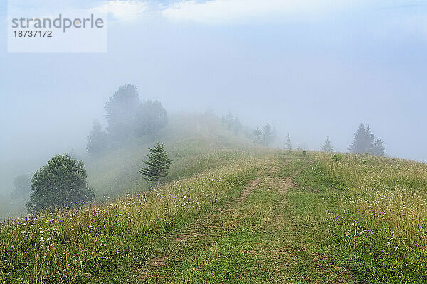 Ukraine  Region Iwano-Frankiwsk  Bezirk Werchowyna  Dorf Dsembronja  Nebel über grüner Landschaft in den Karpaten
