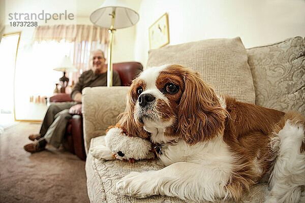 Cue Cavalier King Charles Spaniel entspannt sich auf dem Sofa mit dem Besitzer im Hintergrund