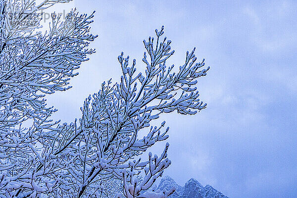 USA  Utah  Springdale  Zion-Nationalpark  mit Schnee bedeckter Ast