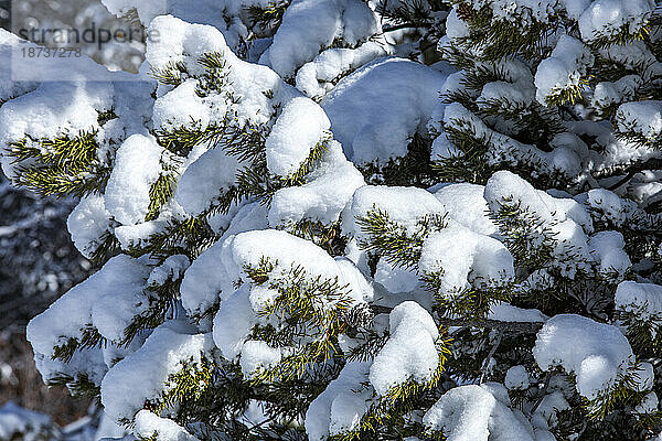 USA  Idaho  Sun Valley  Nahaufnahme von schneebedeckten Kiefernzweigen