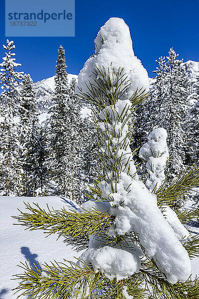 USA  Idaho  Sun Valley  Nahaufnahme einer mit Schnee bedeckten Kiefer