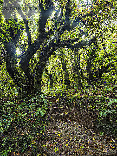 Neuseeland  Taranaki  Egmont-Nationalpark  Treppen im Wald